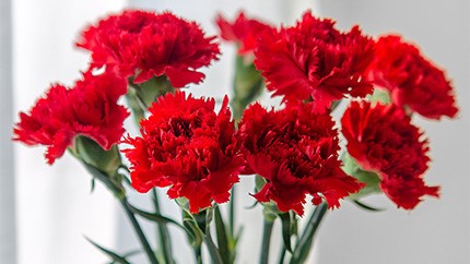 常見家用鮮花養(yǎng)護(hù)小要點